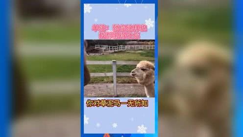 娱乐吃瓜派,揭秘明星幕后那些事儿